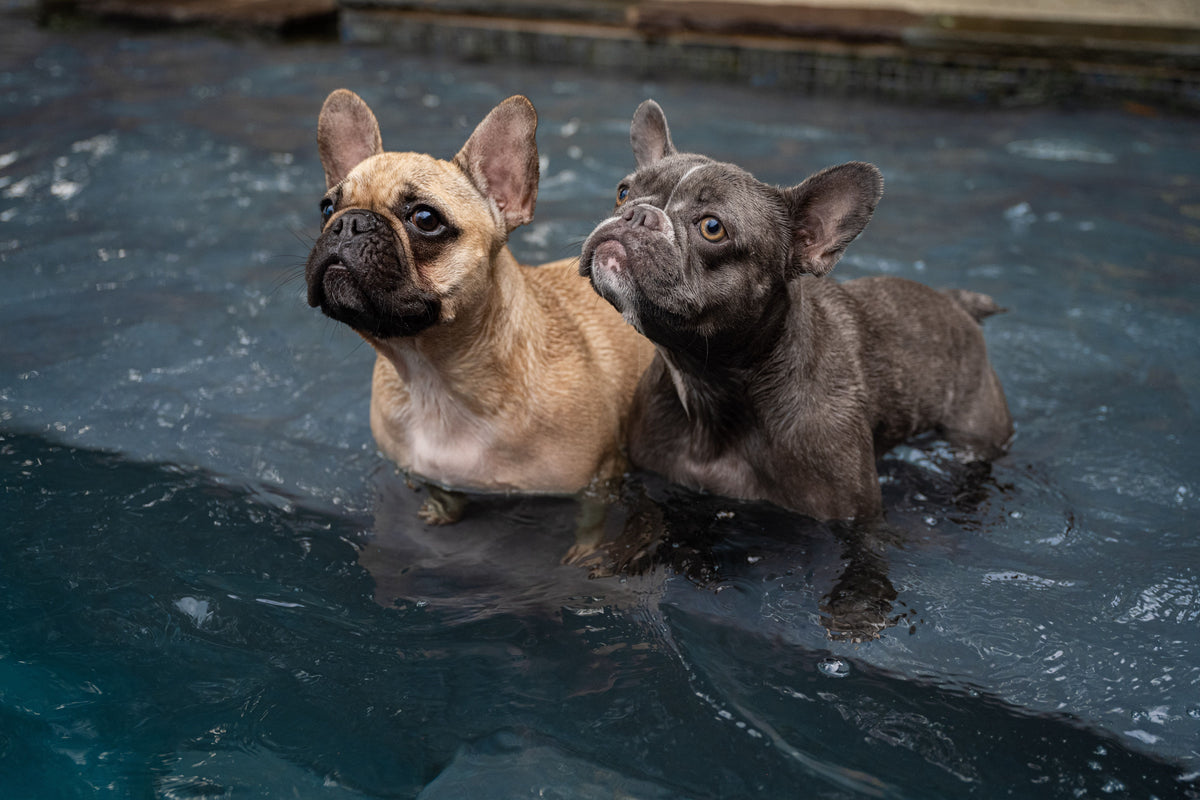 Two French Bulldogs standing in the shallow end of a swimming pool