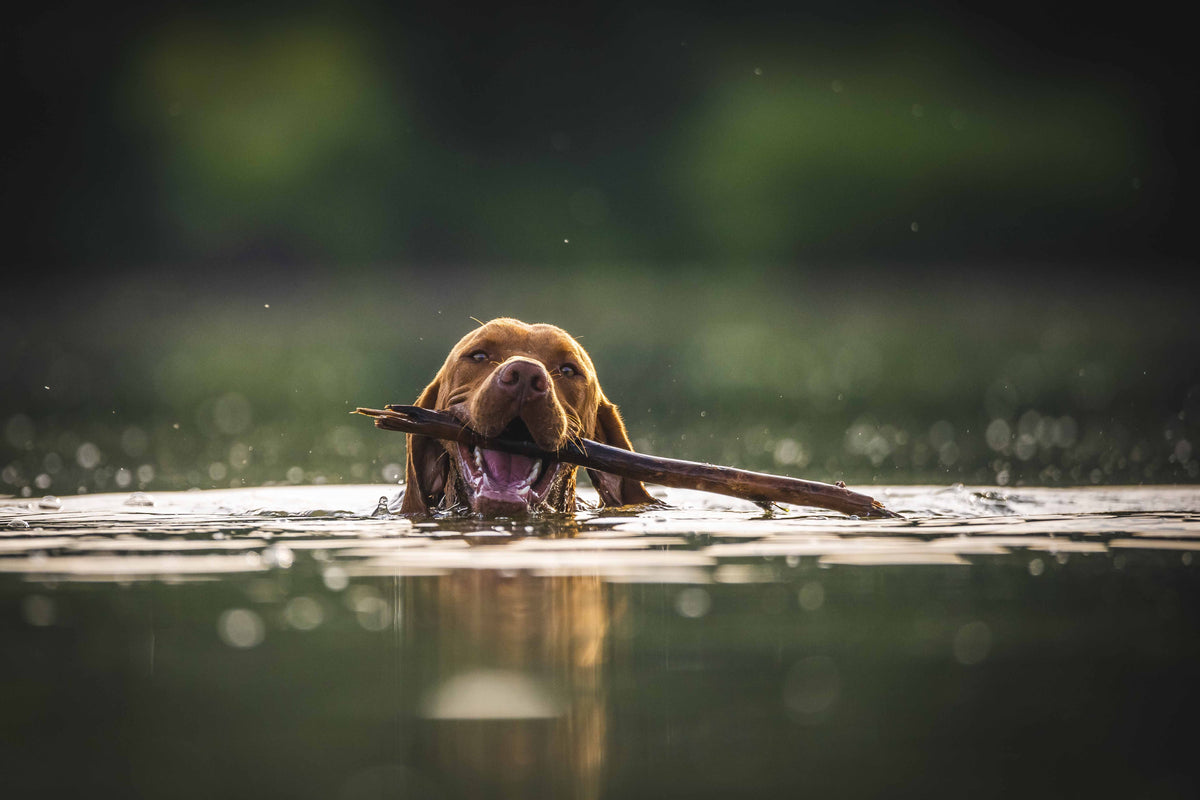 A dog swimming across a lake at golden hour carrying a stick