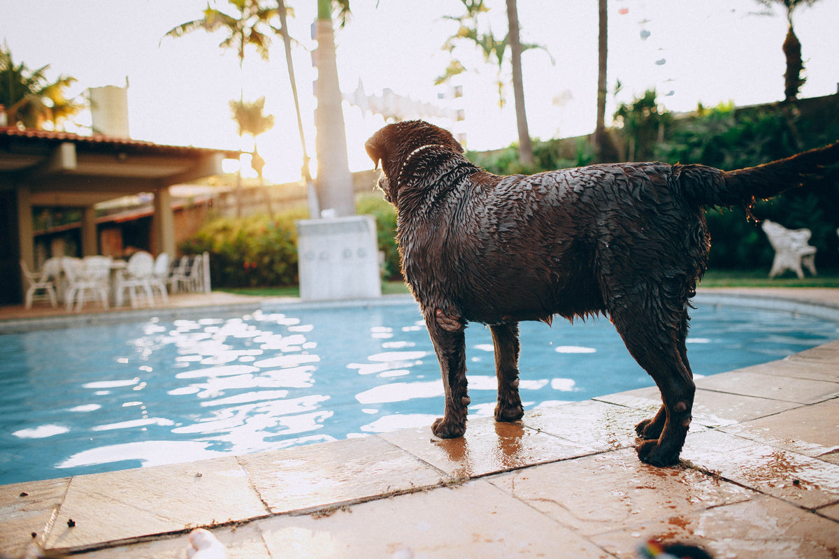 A wet dog standing on the deck beside a backyard pool at sunset